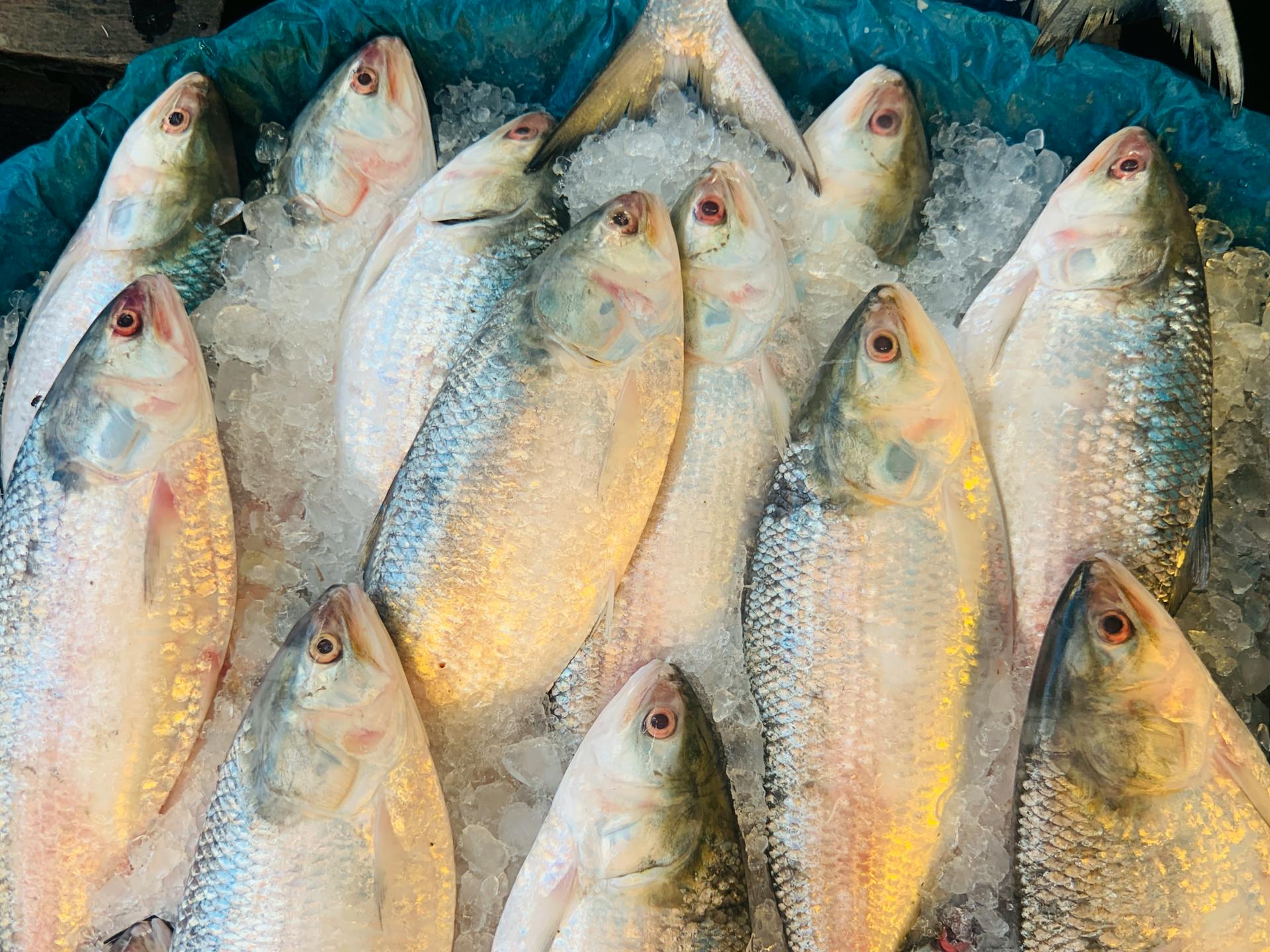 Hurtownia ryb Elbląg - produkty rybne